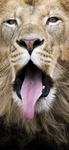 Lions are love