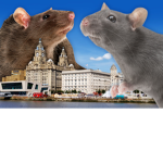Welcome To The RaT FaMiLy