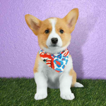 Corgi dog Army