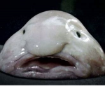 blip blob
