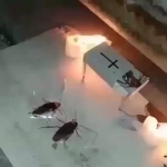 Roach Cult<3