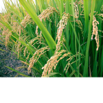 Rice Fields™