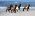Ellahorses