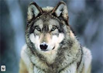Guardians of the Wolves