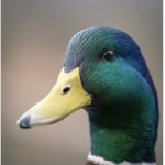 Yum Duck Appretiation Group