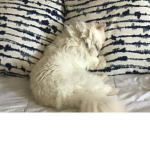 Cats Love Meow Gaming