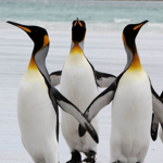 Pengu¡n Party