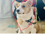 Corgi sparks