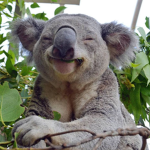 Curious Koalas