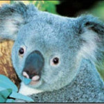 Blue Koala Studios (BKS)