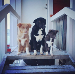 dogs united save rats