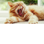 CATS ARE DA BEST!!!!!!!!