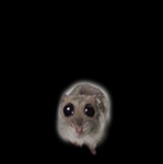Itz Mushi