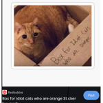 BOX FOR IDIOT CATS WHO ARE ORANGE