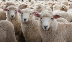 IBESHEEP
