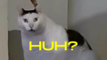 the huh gaming group