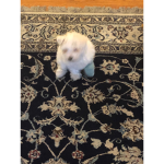Flamingo fan pup