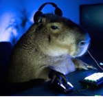Madriguera de marmotas