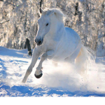 !!!SAVE ANIMALS!!