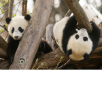 Join The Panda Pack!