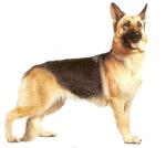 jerman shepards