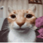 kitty's stuff