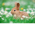 Bunny's Chill