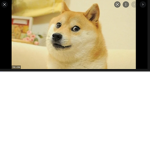 super awesome doge group JOIN IF U LOVE DOGE