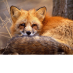 The Fox Tribal Group