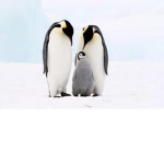 Penguin Playz