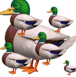 Duck duck donkey