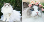 ~Kitty Clothing~