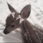 Dollete<3