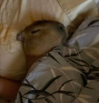 Capybara’s Closet
