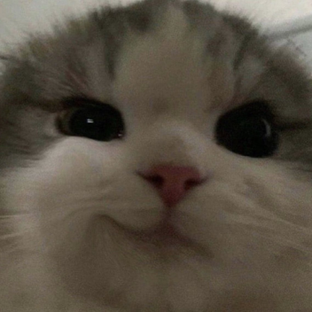 El gatos