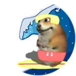 Surfer Chomik