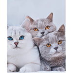 kittyy cattss