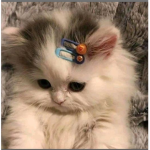 Catbeautiful