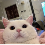 $ L A T !