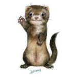 The ferret nation