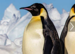 The penquin group