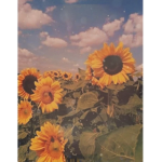 Just Sunflowers