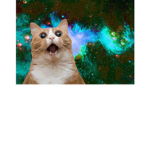 The Galaxy Cat's