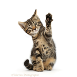 The thunder Kitten squad