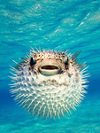 Pufferfish Intelligence Agency