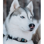 HUSKES