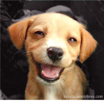 Puppies Are Awesome!