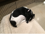 Dogs like robux too!