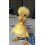 The patitos crew