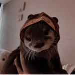 otter house